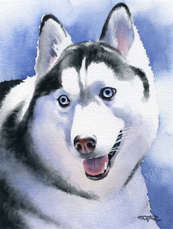 A Siberian Husky portrait print based on a David J Rogers original watercolor