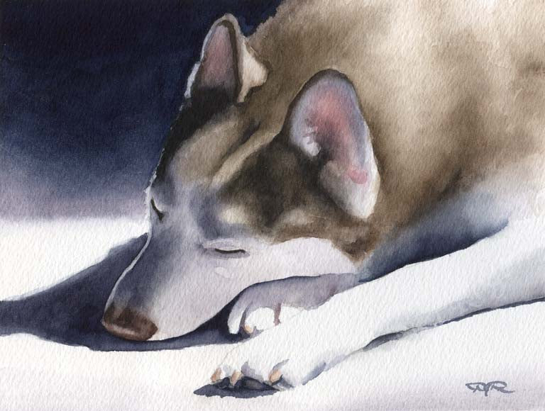 A Siberian Husky 0 print based on a David J Rogers original watercolor
