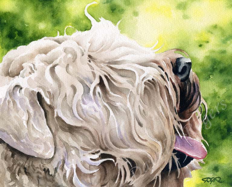 A Soft Coated Wheaten Terrier portrait print based on a David J Rogers original watercolor