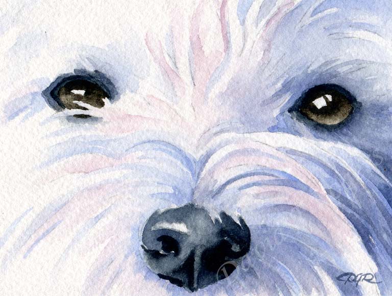 A West Highland Terrier portrait print based on a David J Rogers original watercolor