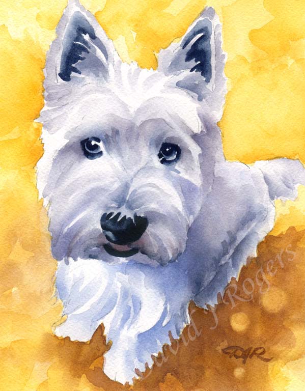 A West Highland Terrier portrait print based on a David J Rogers original watercolor