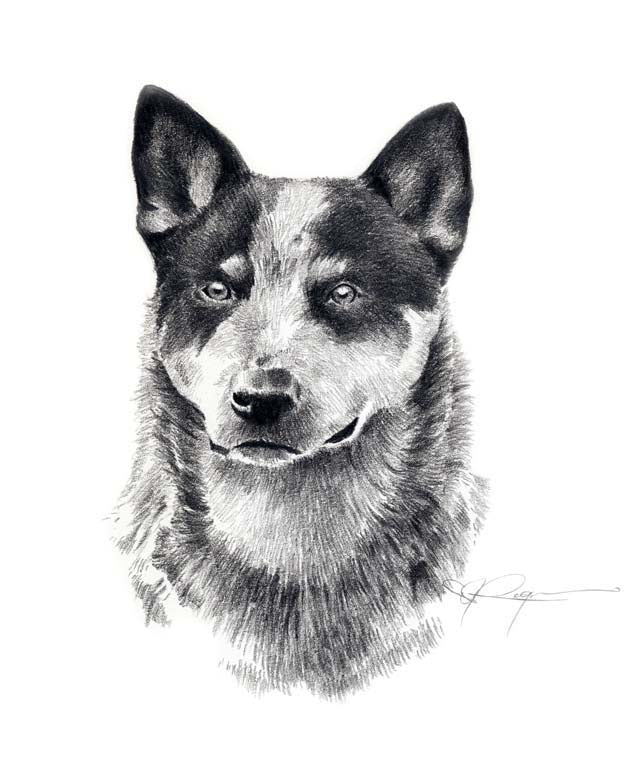 Australian Cattle Dog Dog Wall Art Print Poster Picture Painting Decor