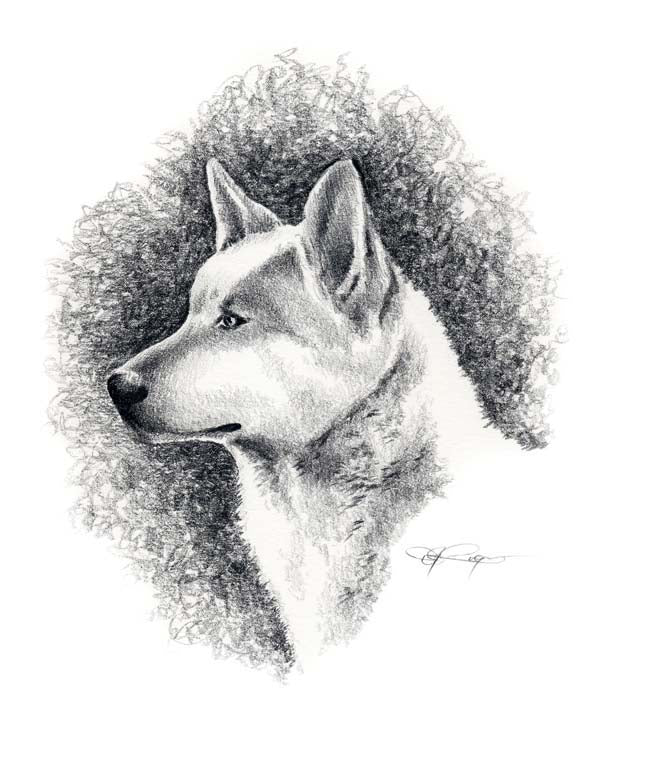 A Canaan Dog portrait print based on a David J Rogers original watercolor