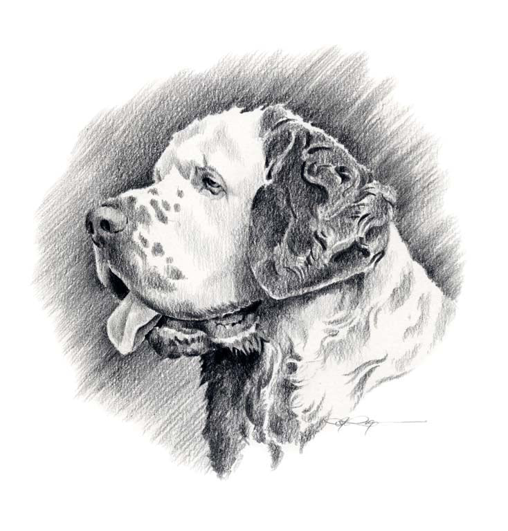 A Clumber Spaniel portrait print based on a David J Rogers original watercolor