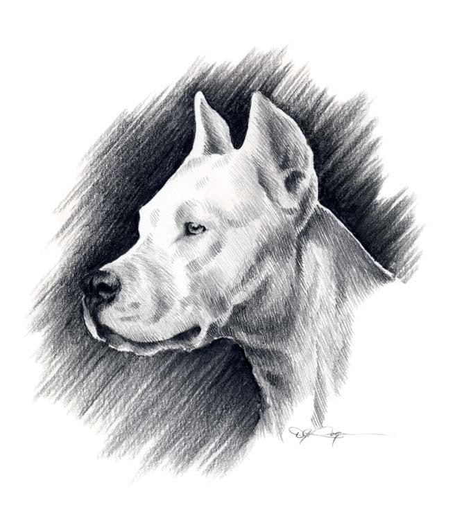 A Dogo Argentino portrait print based on a David J Rogers original watercolor