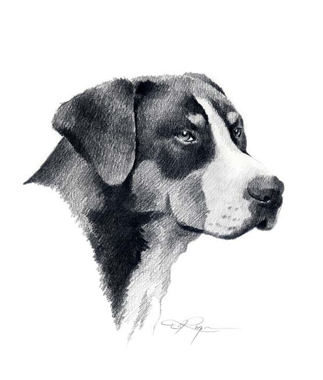 A Greater Swiss Mountain Dog portrait print based on a David J Rogers original watercolor