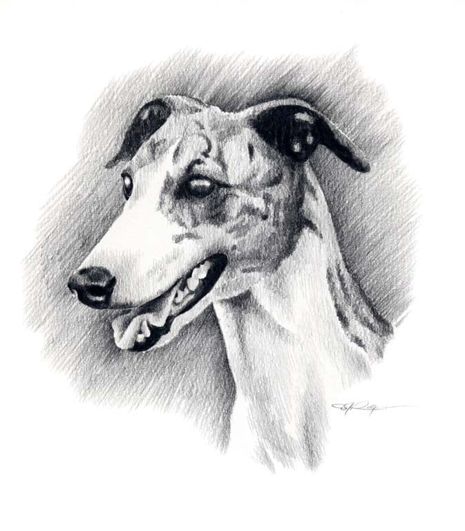 A Greyhound portrait print based on a David J Rogers original watercolor