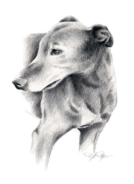 A Greyhound portrait print based on a David J Rogers original watercolor