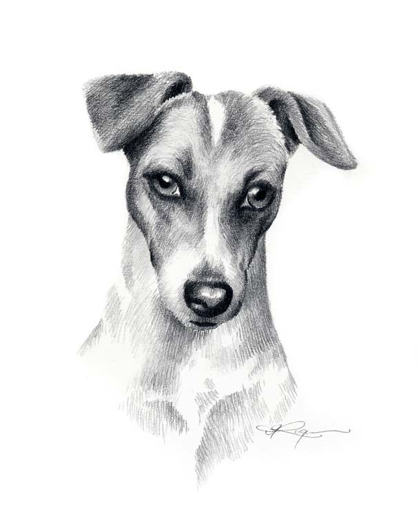 A Jack Russell Terrier portrait print based on a David J Rogers original watercolor