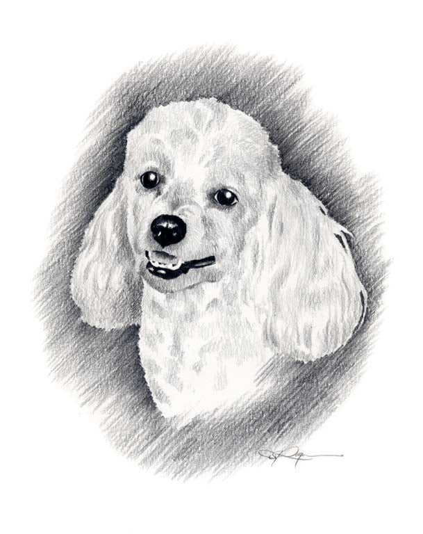 A Miniature Poodle portrait print based on a David J Rogers original watercolor