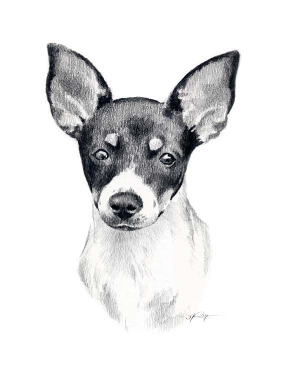 A Miniature Rat Terrier portrait print based on a David J Rogers original watercolor