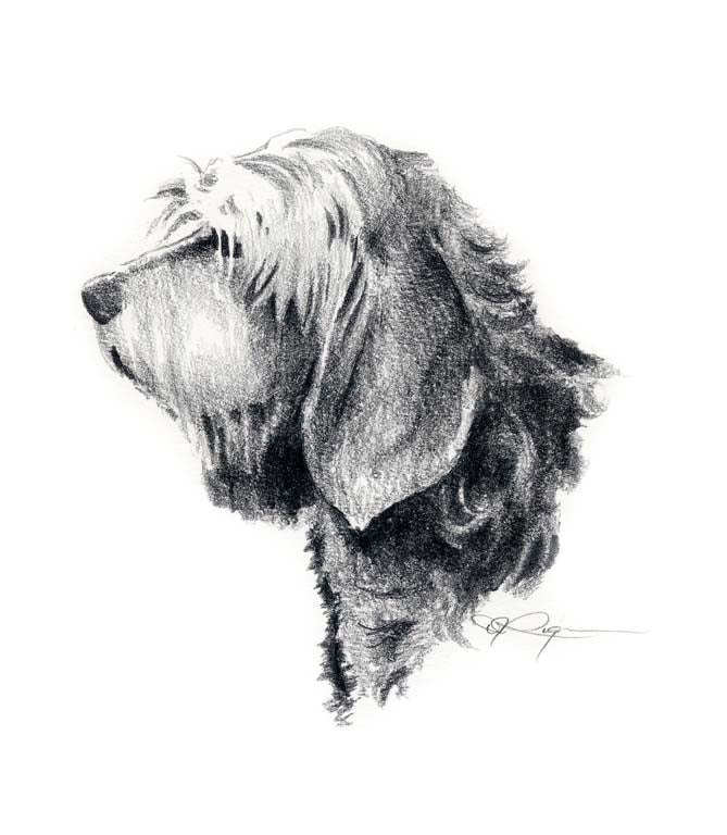 A Otterhound 0 print based on a David J Rogers original watercolor