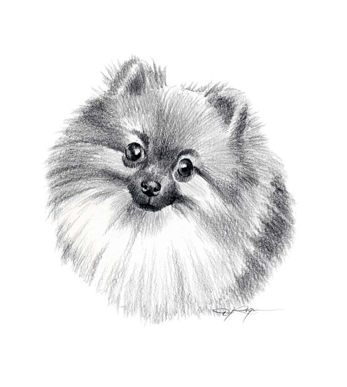 A Pomeranian portrait print based on a David J Rogers original watercolor
