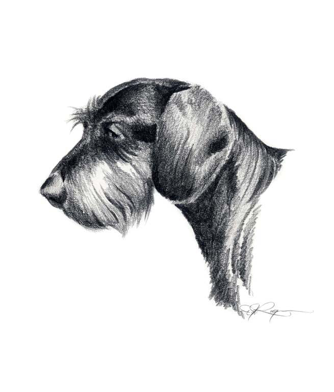 A Wire Haired Dachshund 0 print based on a David J Rogers original watercolor