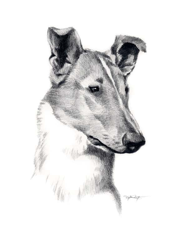 A Smooth Collie portrait print based on a David J Rogers original watercolor