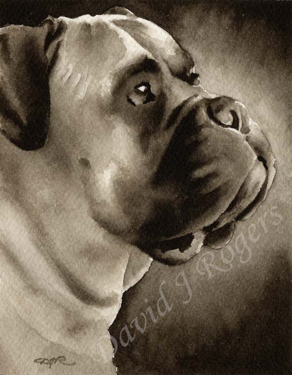 A Engilsh Mastiff portrait print based on a David J Rogers original watercolor