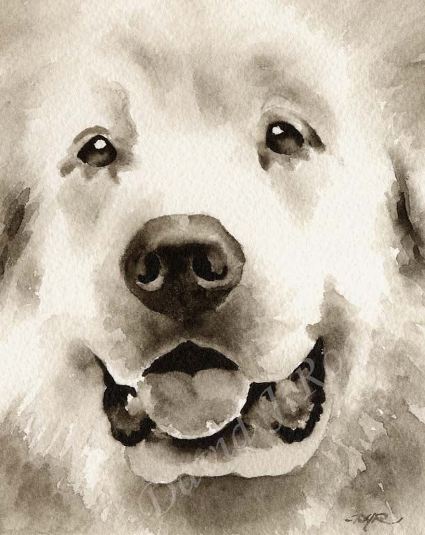 A Great Pyrenees portrait print based on a David J Rogers original watercolor
