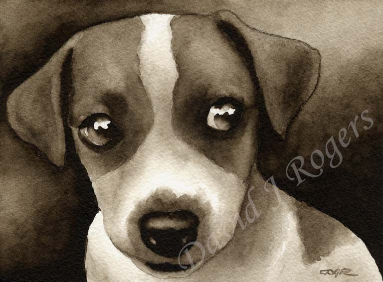 A Jack Russell Terrier portrait print based on a David J Rogers original watercolor