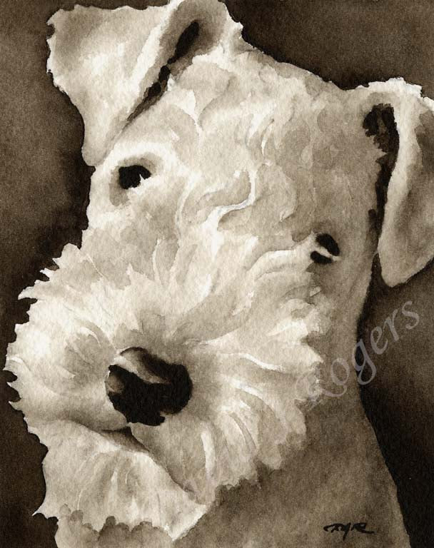 A Lakeland Terrier portrait print based on a David J Rogers original watercolor