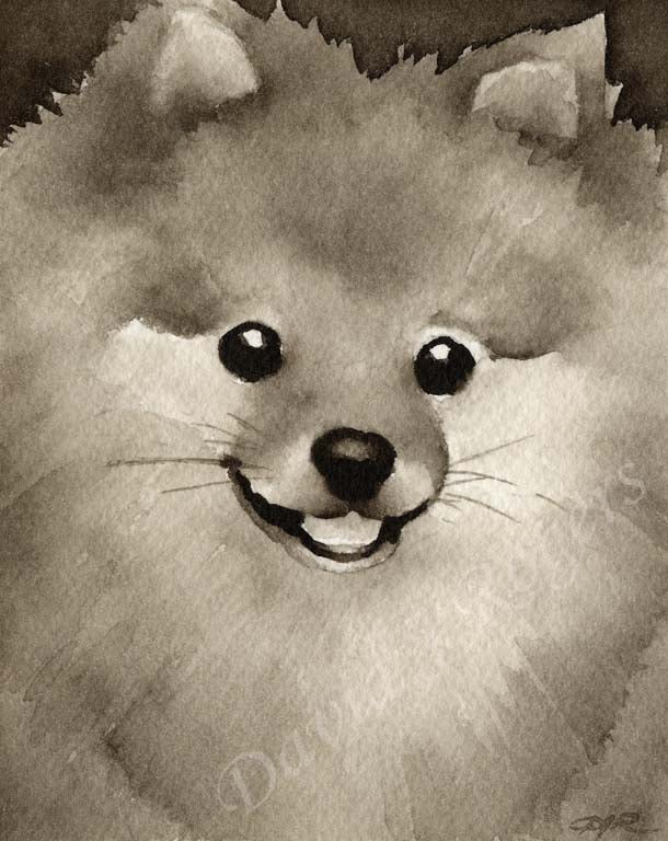 A Pomeranian 0 print based on a David J Rogers original watercolor