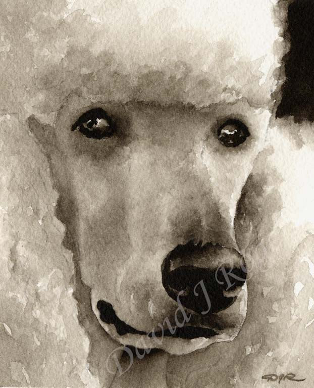 A Poodle portrait print based on a David J Rogers original watercolor