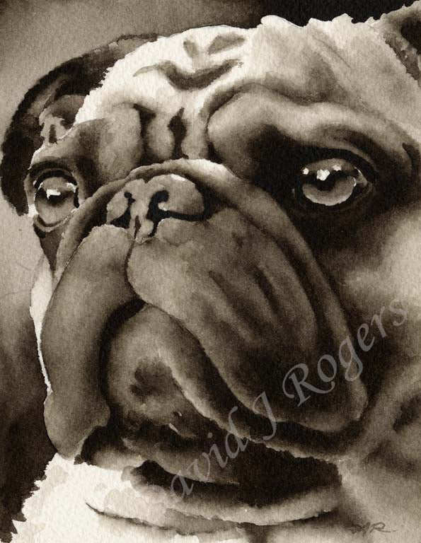 A Pug portrait print based on a David J Rogers original watercolor