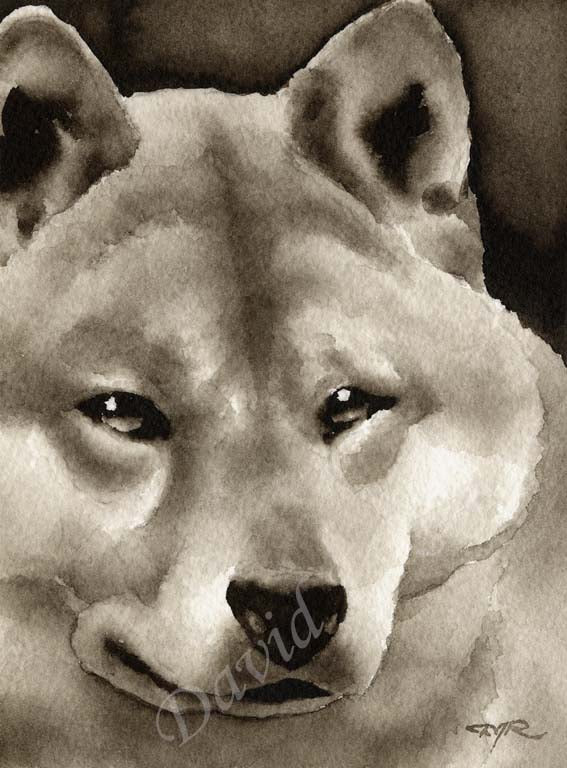 A Shiba Inu portrait print based on a David J Rogers original watercolor