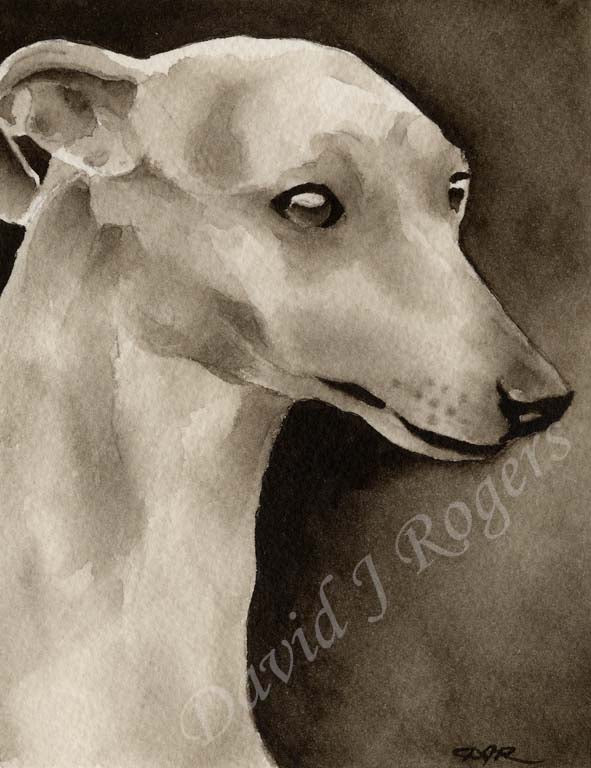 A Whippet portrait print based on a David J Rogers original watercolor