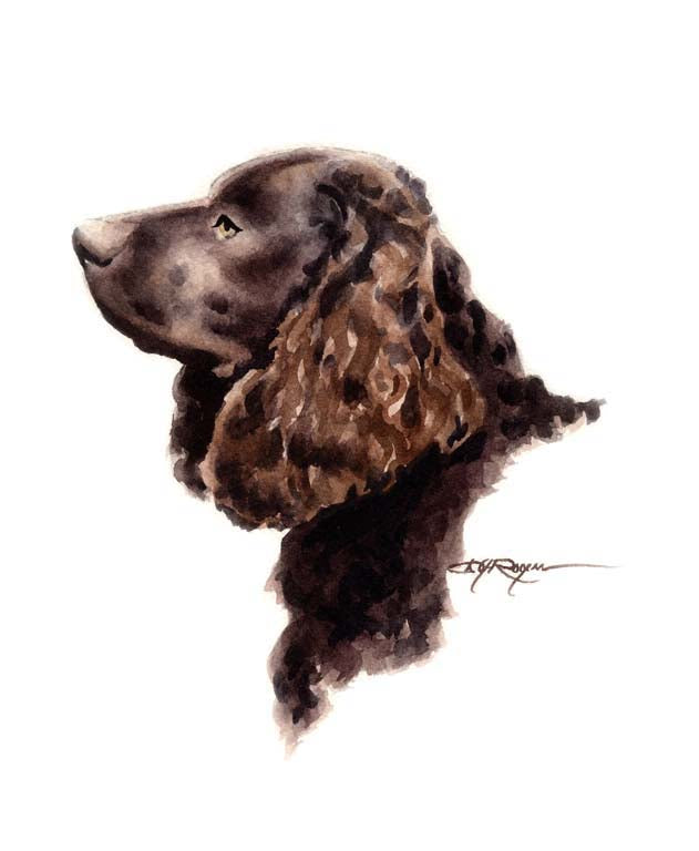 American Water Spaniel Dog Wall Art Print Poster Picture Painting