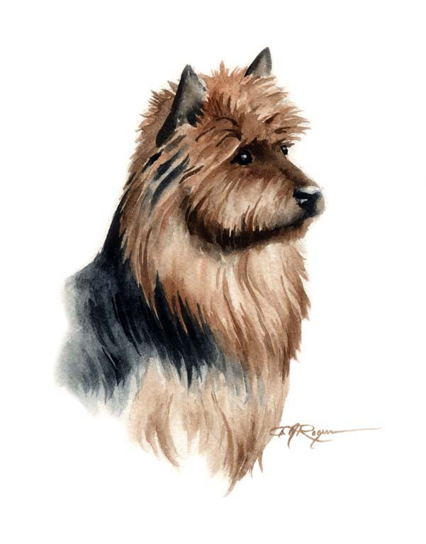 Australian Terrier Dog Wall Art Print Poster Picture Painting Decor