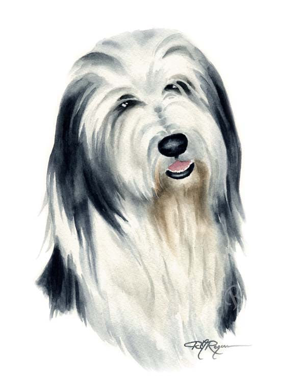 Bearded Collie Dog Wall Art Print Poster Picture Painting Room Decor