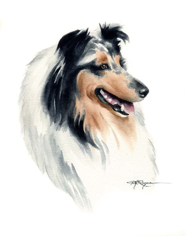 Blue Collie Dog Wall Art Print Poster Picture Painting Room Decor