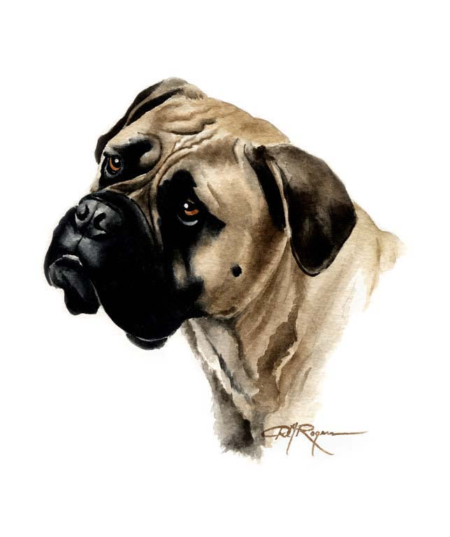 A Bullmastiff portrait print based on a David J Rogers original watercolor