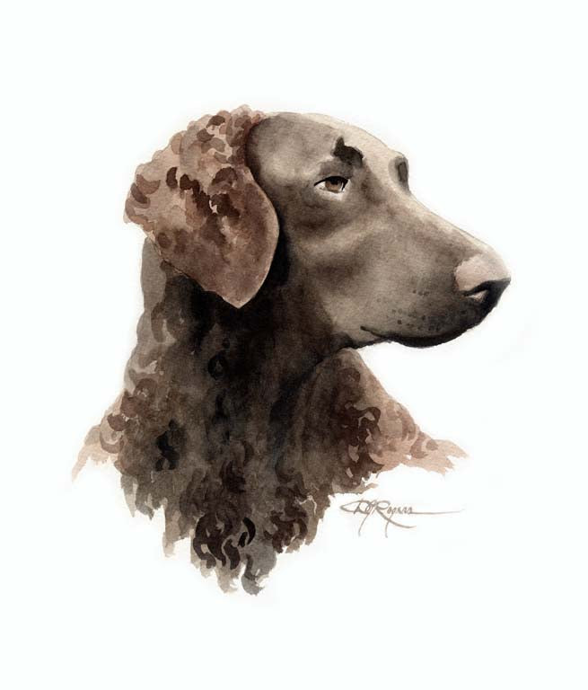 A Curly Coated Retriever portrait print based on a David J Rogers original watercolor