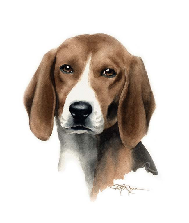 A English Foxhound portrait print based on a David J Rogers original watercolor