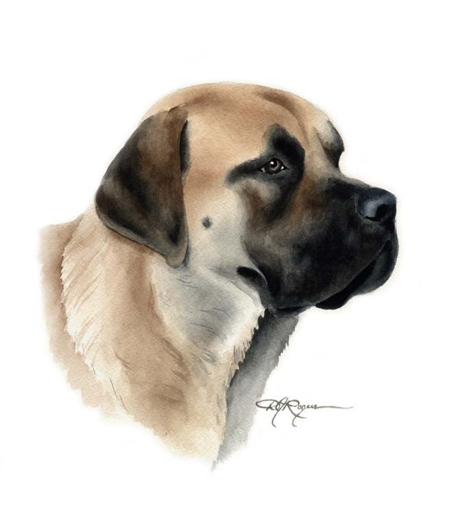 A English Mastiff portrait print based on a David J Rogers original watercolor