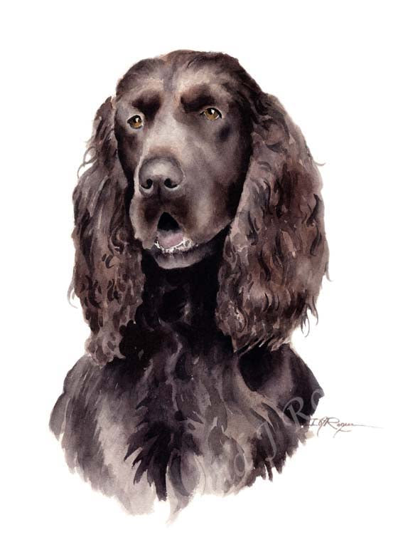 A Field Spaniel portrait print based on a David J Rogers original watercolor