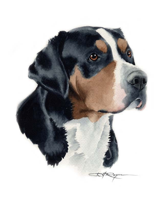 A Great Swiss Mountain Dog portrait print based on a David J Rogers original watercolor