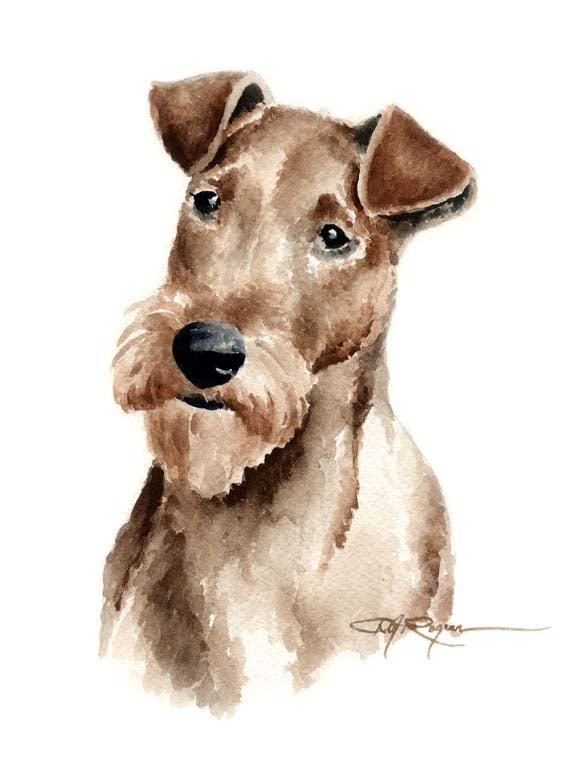 A Irish Terrier portrait print based on a David J Rogers original watercolor