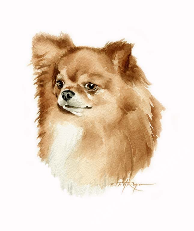 A Long Coat Chihuahua portrait print based on a David J Rogers original watercolor