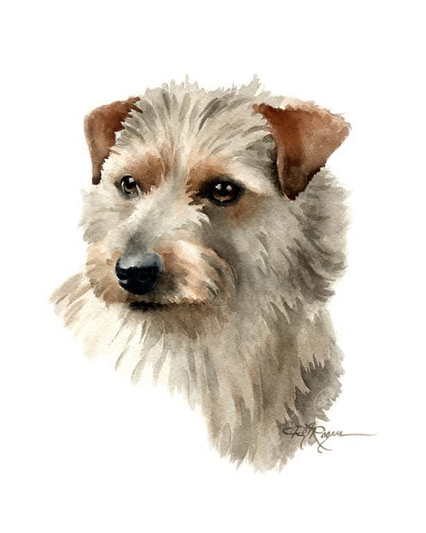 A Norfolk Terrier portrait print based on a David J Rogers original watercolor