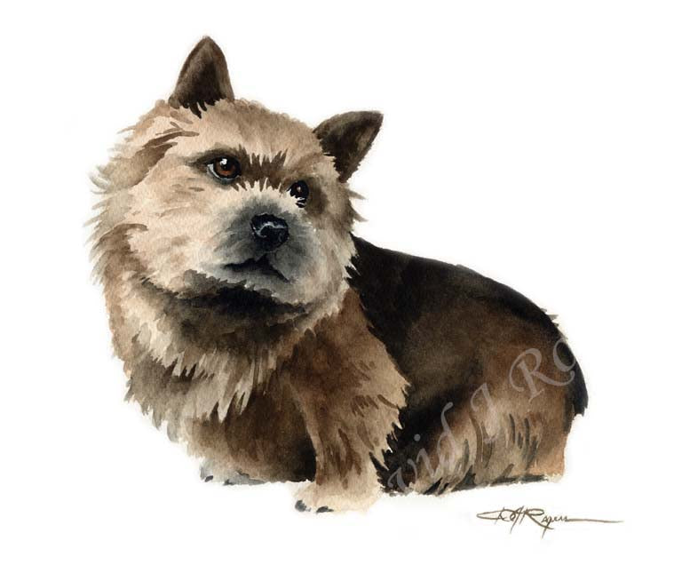 A Norwich Terrier 0 print based on a David J Rogers original watercolor