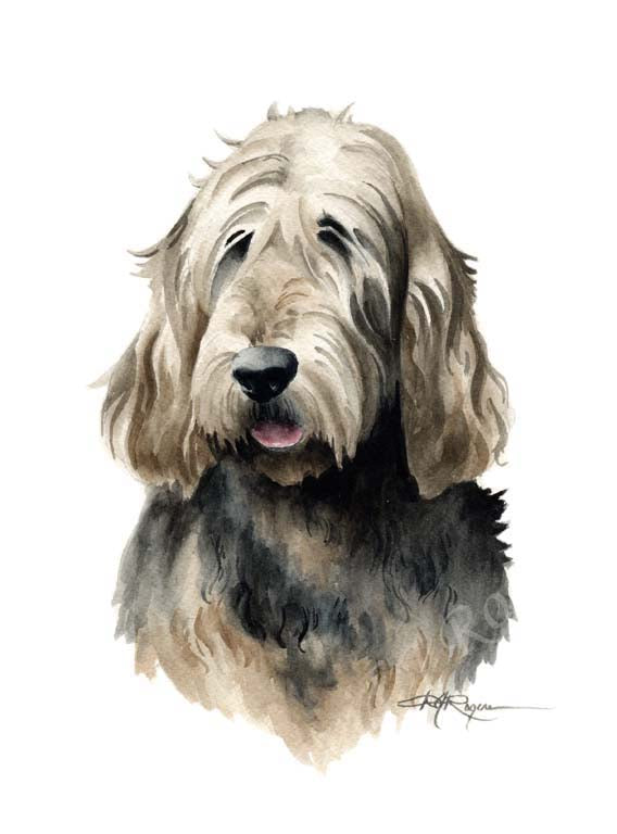 A Otterhound 0 print based on a David J Rogers original watercolor