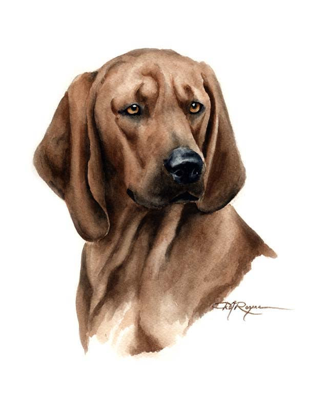A Redbone Coonhound portrait print based on a David J Rogers original watercolor