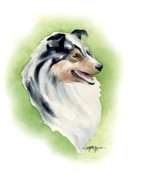 A Shetland Sheepdog 0 print based on a David J Rogers original watercolor