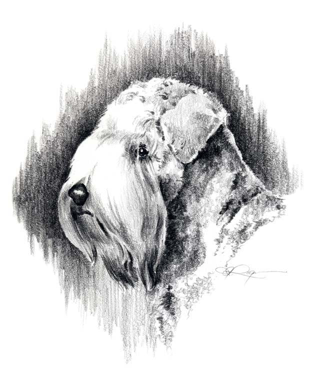 A Soft Coated Wheaten Terrier portrait print based on a David J Rogers original watercolor
