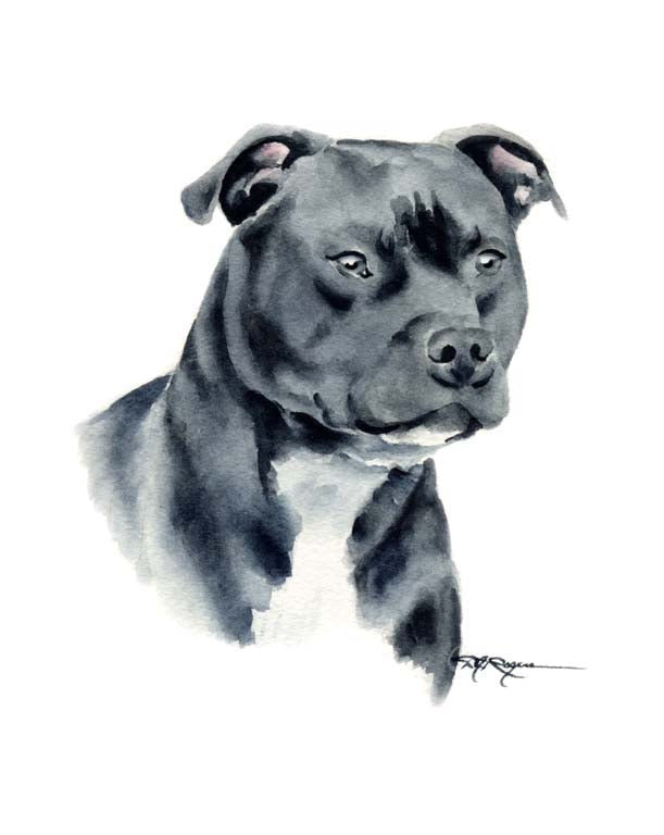 A Staffordshire Terrier 0 print based on a David J Rogers original watercolor