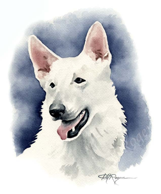A White German Shepherd 0 print based on a David J Rogers original watercolor
