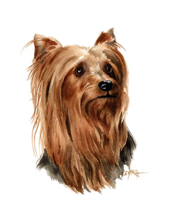 A Yorkshire Terrier 0 print based on a David J Rogers original watercolor