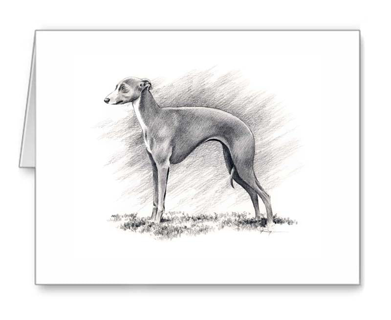 A Italian Greyhound portrait print based on a David J Rogers original watercolor